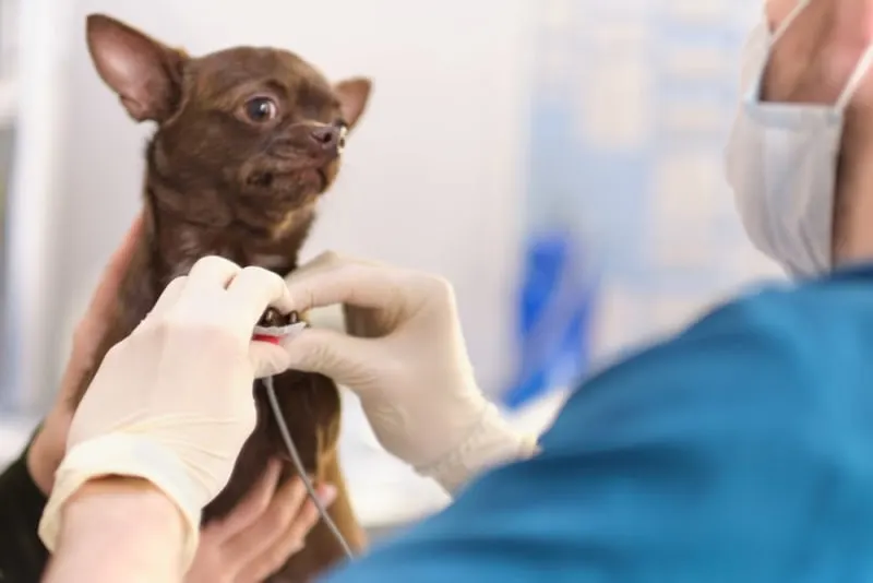 ECG for Pets: When is it needed? ECG for Pets: When is it needed?