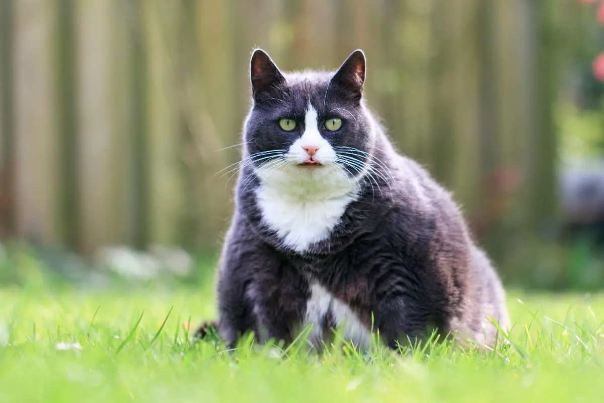 Is Your Cat Overweight? Signs, Symptoms & What to Do