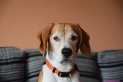 Ear Infection in Dogs