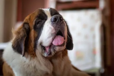 Heatstroke in Pets - Protecting Your Dog or Cat