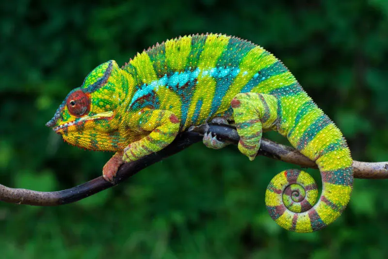 Panther chameleon perched on a branch displaying vibrant coloration and healthy prehensile tail posture. Panther chameleon perched on a branch displaying vibrant coloration and healthy prehensile tail posture.