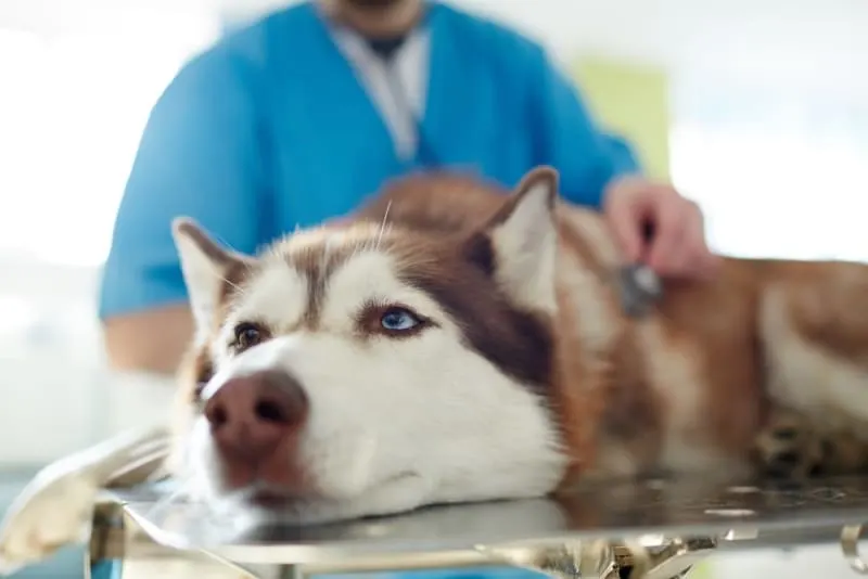 Lyme Disease in Dogs Treatment