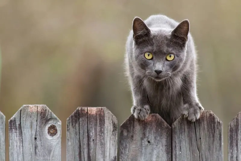 Rabies Symptoms in Cats