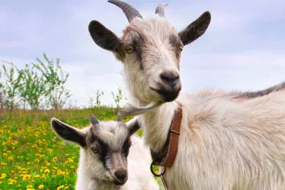 A white and grey adult goat with horns and a small beard, standing next to a younger kid in a field of yellow wildflowers under an overcast sky.