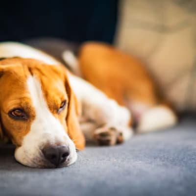 Preventing Heartworm Disease in Pets