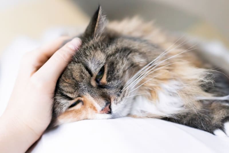 Cat Illnesses Symptoms Cat Illnesses Symptoms