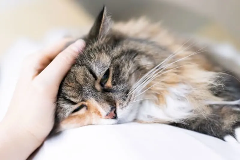 Cat Illnesses Symptoms