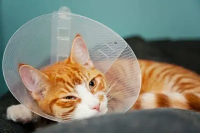 An orange and white tabby cat wearing a clear plastic Elizabethan collar (cone) while resting on a dark, soft surface. An orange and white tabby cat wearing a clear plastic Elizabethan collar (cone) while resting on a dark, soft surface.