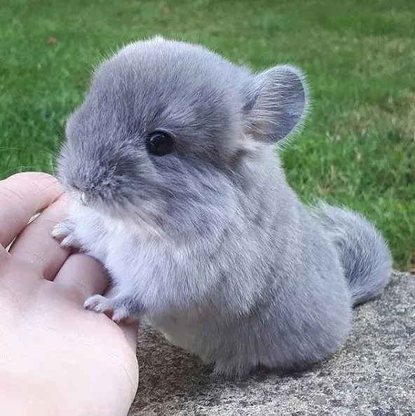 An incredibly soft, grey chinchilla kit (baby) resting its paws on a person's hand