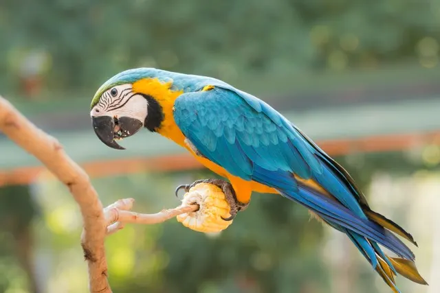 Blue-and-yellow macaw perched on a branch engaging in foraging enrichment with a corn cob. Blue-and-yellow macaw perched on a branch engaging in foraging enrichment with a corn cob.