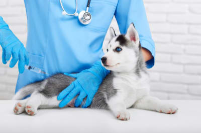 Puppy’s First Vet Visit: Checklist & What to Expect