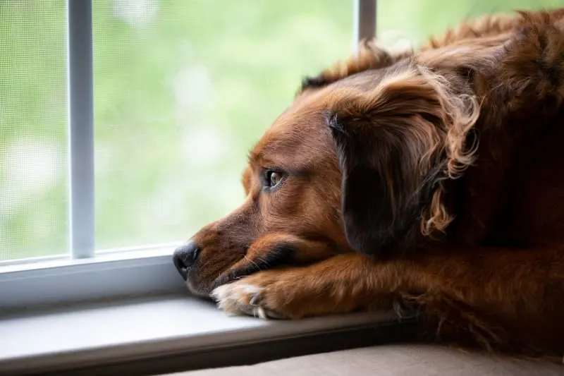 Anxiety & Depression in Dogs: How to Help