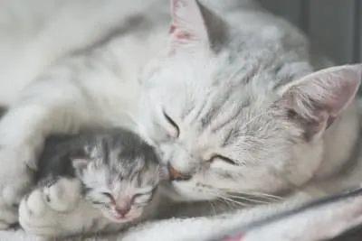 What To Expect When Your Cat Is Expecting: Pregnancy in Cats