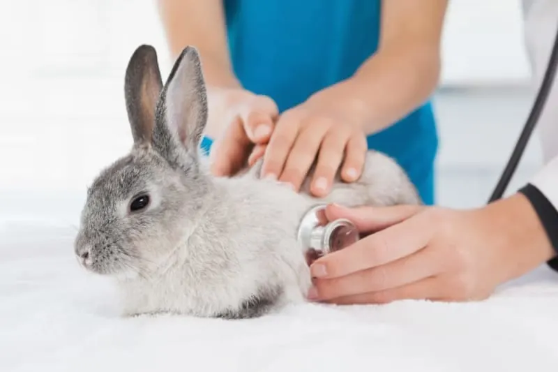 Grey rabbit being examined with a stethoscope while being held securely by a veterinary team during a clinical check-up.