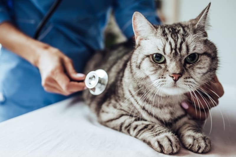 Inflammatory Bowel Disease (IBD) in Cats