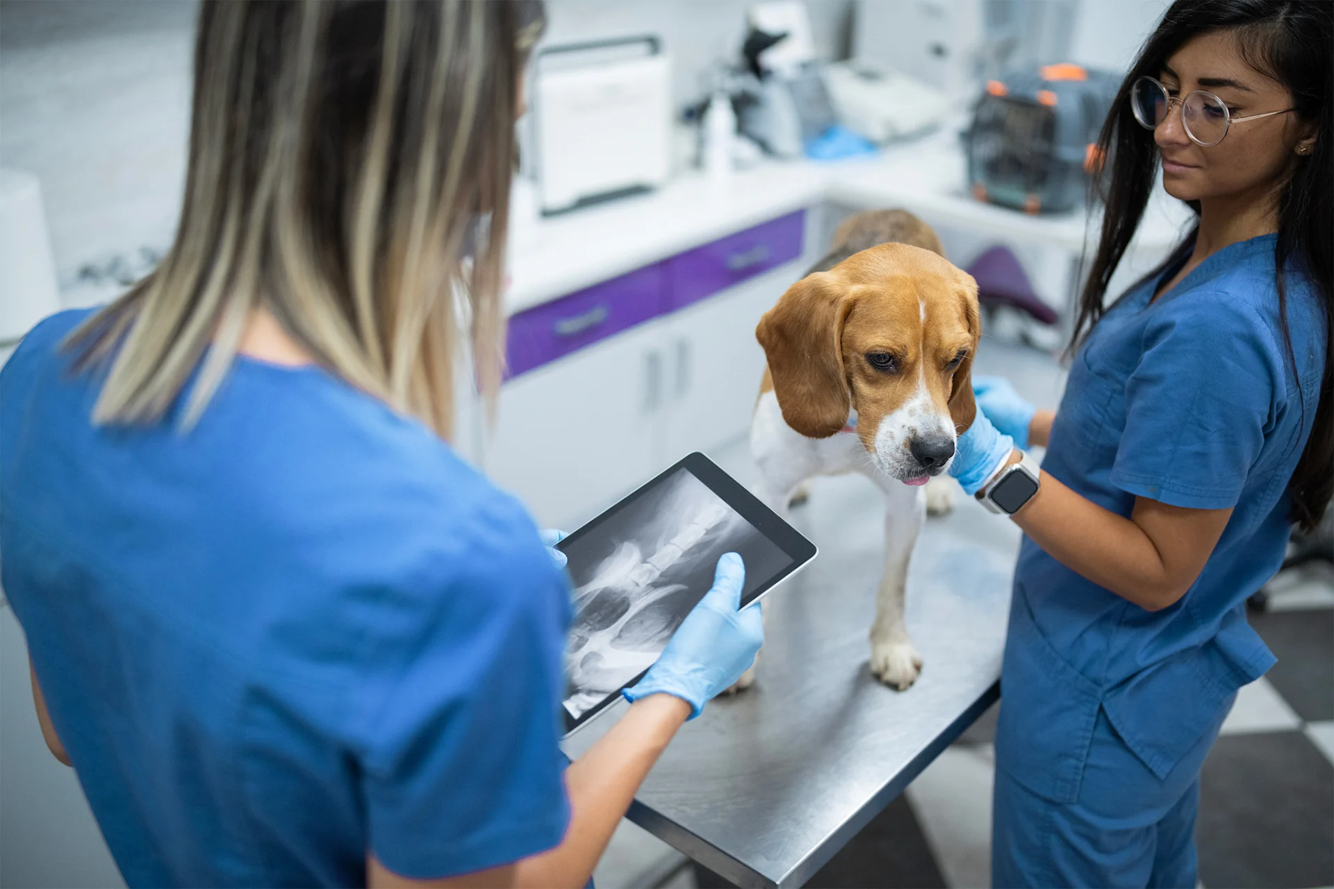 pet vets caring for dog on table