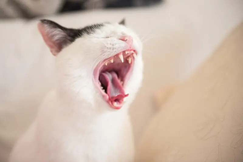 Tooth Resorption in Cats: Signs, Causes & Treatment