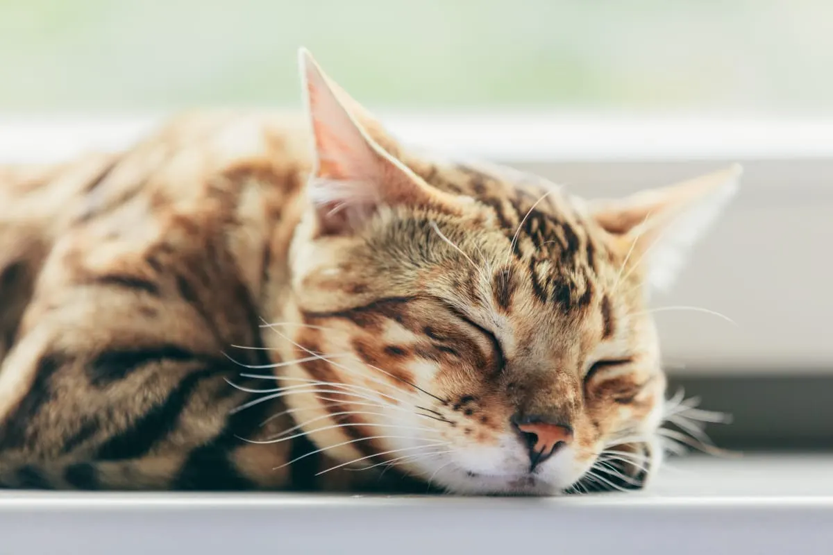 How to Tell if Your Cat Is Sick: Signs & Symptoms