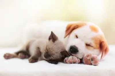 Puppy & Kitten: Are They a Good Match?