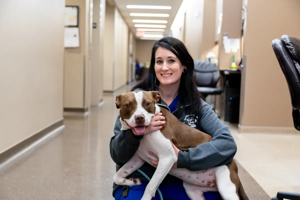 A smiling veterinary professional kneeling in a clinic hallway while hugging a brown and white Pit Bull-type dog.