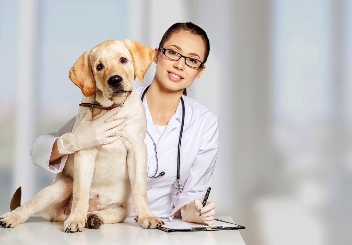 Why Should I Bring My Pet in for a Fecal Exam?