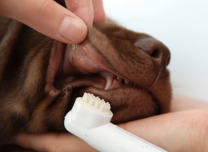What to do if a dog breaks its teeth