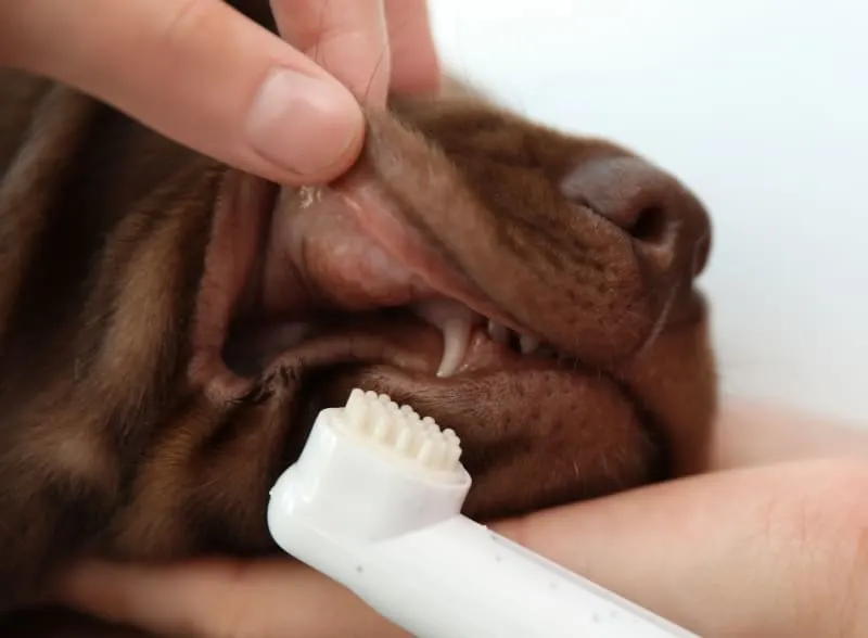 What to do if a dog breaks its teeth