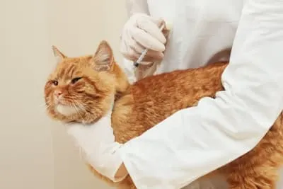 Cat Vaccine Schedules