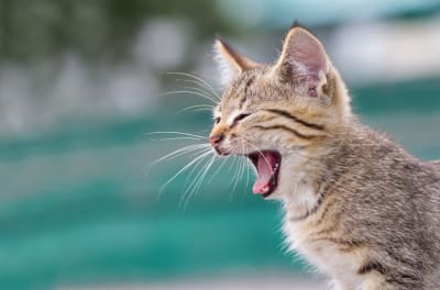 What can I do about my cat's bad breath?