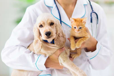 Are Pet Wellness Plans Worth It for Routine Care?