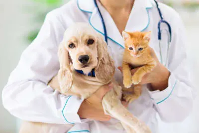 Are Pet Wellness Plans Worth It for Routine Care?
