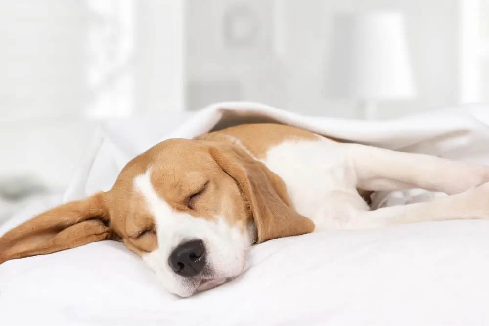 Anesthesia For Dogs Anesthesia For Dogs