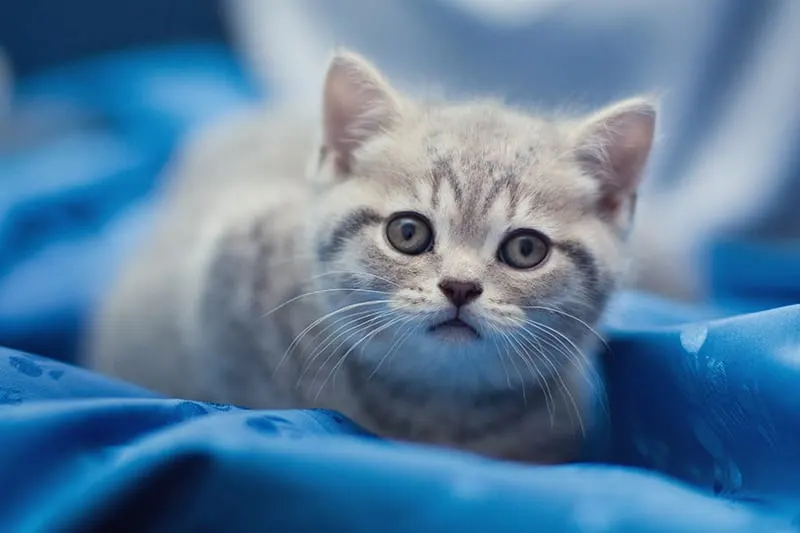 Outdoor & Indoor Cat Vaccination Schedule