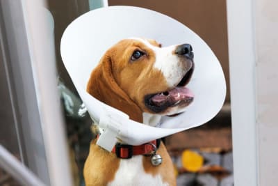 How Long Does Spaying Take?