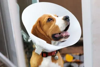 How Long Does Spaying Take?
