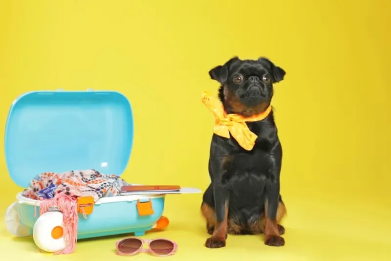 Preparing Your Dog For Boarding