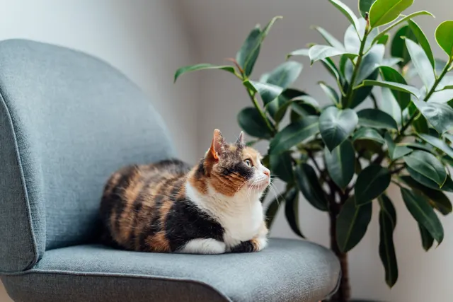 A calico cat sitting in a 'loaf' position on a grey upholstered chair, looking upward and to the right, next to a large potted rubber plant.