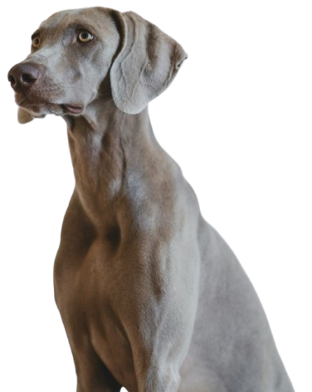 Petvet - Great Dane Dog