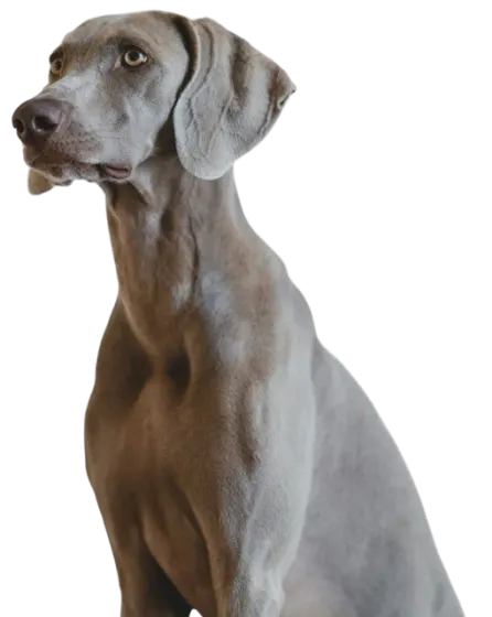 Gray Weimaraner sitting in an alert, upright posture, displaying a lean body condition and healthy muscular definition.