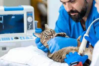 Cat Hernia Surgery