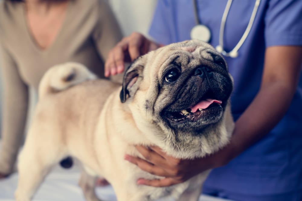 Understanding Blood Tests for Dogs