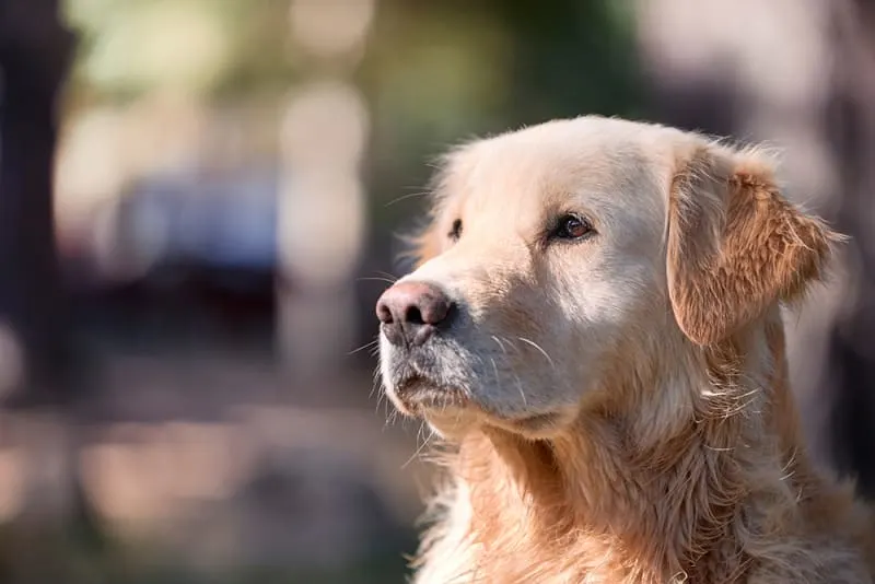 How to Spot the Signs of Joint Pain in Dogs