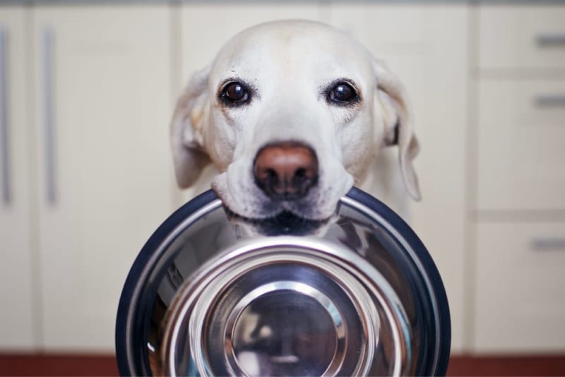 Best Dog Food for Senior Dogs Best Dog Food for Senior Dogs