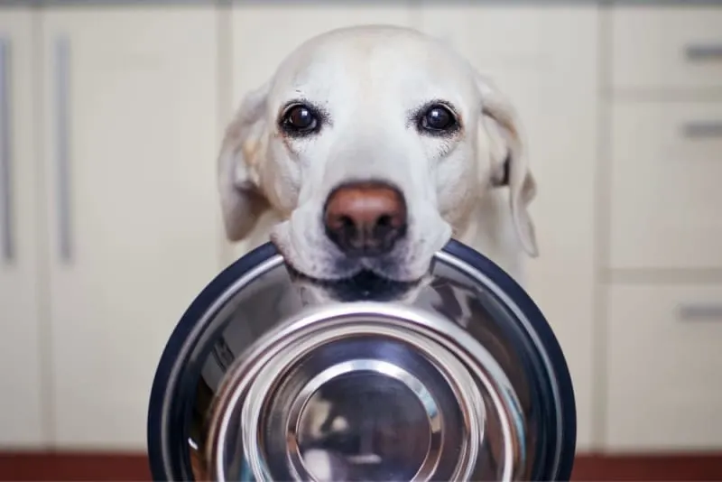 Best Dog Food for Senior Dogs Best Dog Food for Senior Dogs
