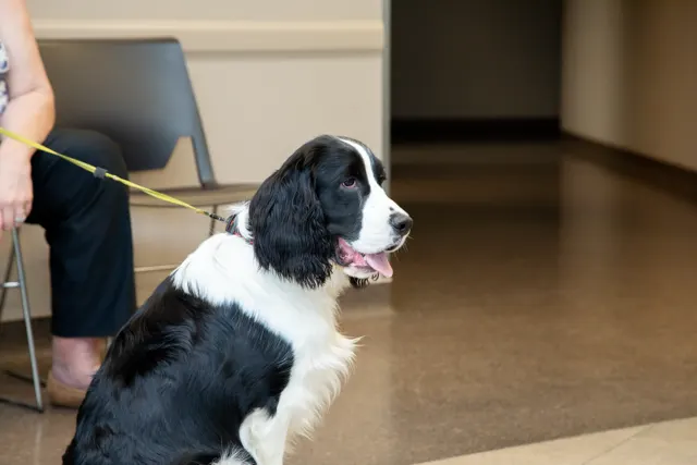 Black and white English Springer Spaniel sitting on a leash next to its owner in a veterinary clinic waiting room. Black and white English Springer Spaniel sitting on a leash next to its owner in a veterinary clinic waiting room.