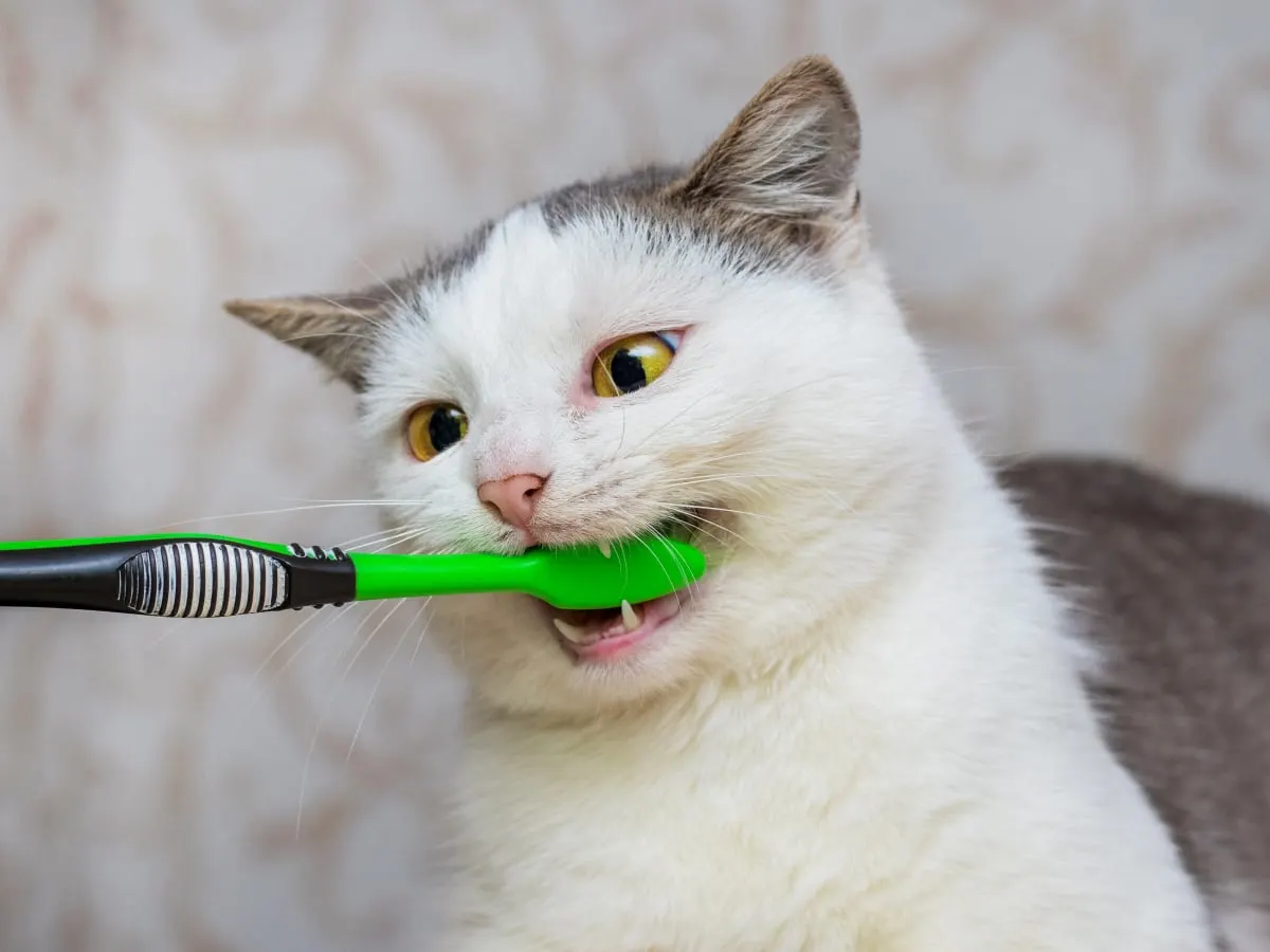 Common Dental Problems in Cats & How to Prevent Them Common Dental Problems in Cats & How to Prevent Them