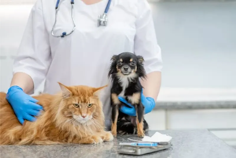 How long does spaying take?