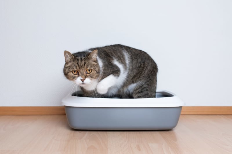 Constipation in Cats