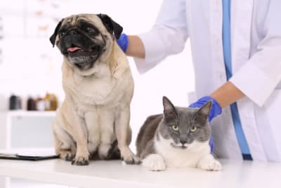 Making the Most of Your Pet's Routine Exam: What to Ask Your Vet