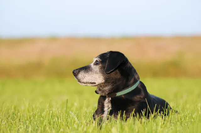 A profile shot of a senior black dog with a white muzzle and chest, lying in tall green grass and looking into the distance under a clear sky.